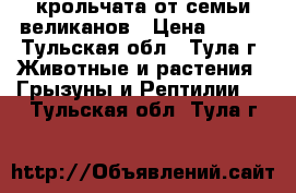 крольчата от семьи великанов › Цена ­ 900 - Тульская обл., Тула г. Животные и растения » Грызуны и Рептилии   . Тульская обл.,Тула г.